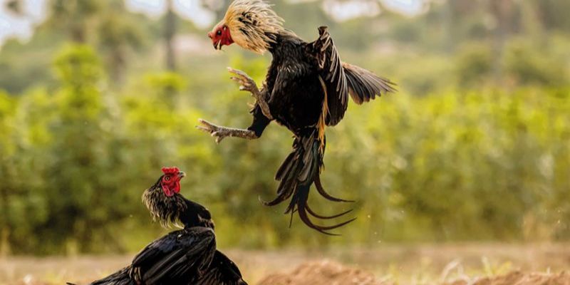 Hội viên nên lựa chọn nhà cái uy tín như OK365