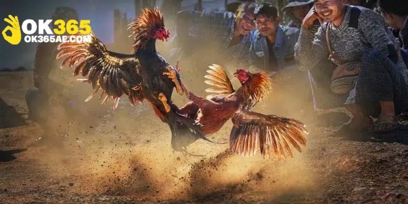 Các nguyên tắc chung trong đá gà cựa sắt