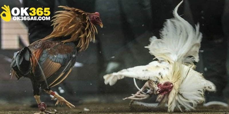 Nên quản lý nguồn vốn hợp lý khi chơi đá gà Thomo