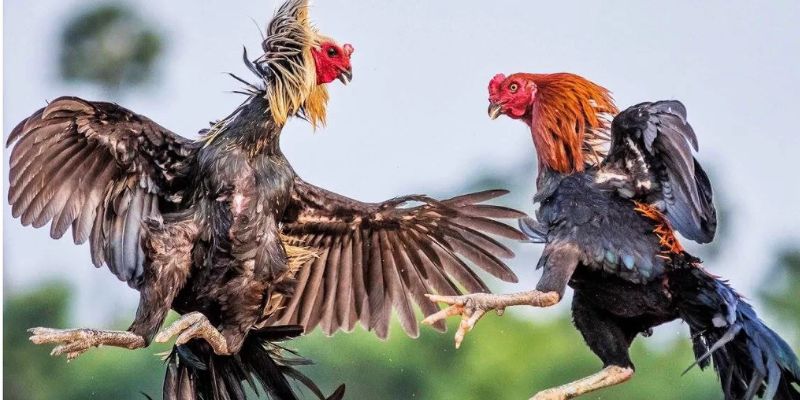 Khát quát sơ lược về luật đá gà miền Bắc